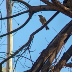 Ptilotula penicillata (White-plumed Honeyeater) at Table Top, NSW - 5 Mar 2024 by Darcy