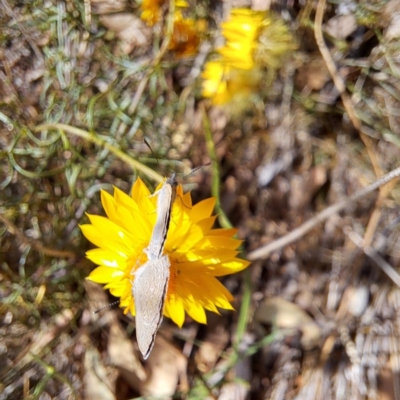 Zizina otis (Common Grass-Blue) at Justice Robert Hope Reserve (JRH) - 5 Mar 2024 by abread111