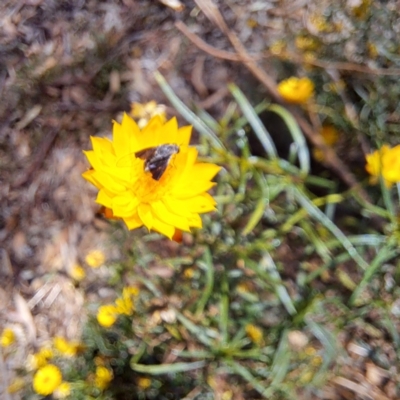 Geron nigralis (Slender bee fly) at Watson, ACT - 5 Mar 2024 by abread111