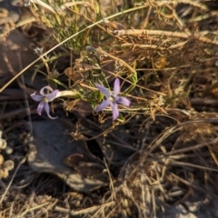 Isotoma axillaris (Australian Harebell, Showy Isotome) at Table Top, NSW - 5 Mar 2024 by Darcy