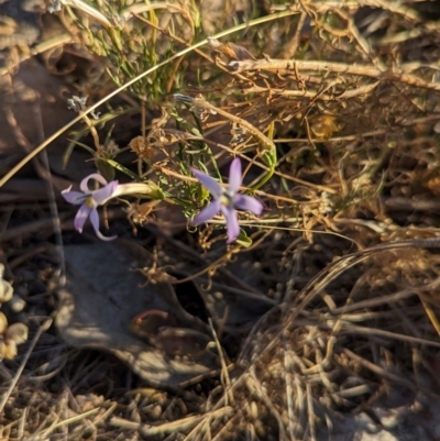 Isotoma axillaris (Australian Harebell, Showy Isotome) at Table Top, NSW - 5 Mar 2024 by Darcy