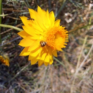 Glyphipterix (genus) at Justice Robert Hope Reserve (JRH) - 5 Mar 2024