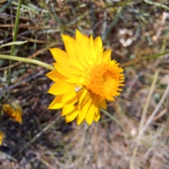 Glyphipterix (genus) at Justice Robert Hope Reserve (JRH) - 5 Mar 2024