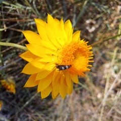 Glyphipterix (genus) at Justice Robert Hope Reserve (JRH) - 5 Mar 2024