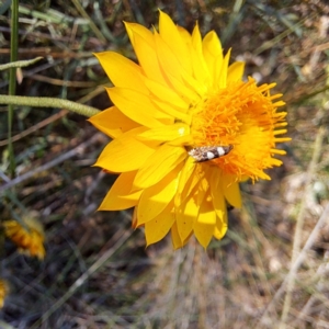 Glyphipterix (genus) at Justice Robert Hope Reserve (JRH) - 5 Mar 2024