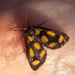 Asura cervicalis (Spotted Lichen Moth) at Mount Ainslie - 28 Feb 2024 by JenniM