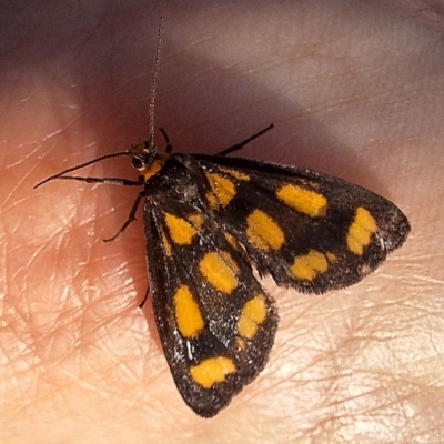 Asura cervicalis (Spotted Lichen Moth) at Mount Ainslie - 29 Feb 2024 by JenniM