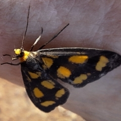 Asura cervicalis at Mount Ainslie - 29 Feb 2024 07:52 AM