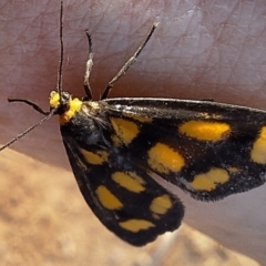 Asura cervicalis at Mount Ainslie - 29 Feb 2024