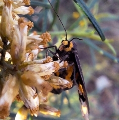 Asura cervicalis at Mount Ainslie - 29 Feb 2024 07:52 AM