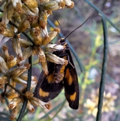 Asura cervicalis at Mount Ainslie - 29 Feb 2024