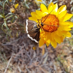 Nyctemera amicus (Senecio Moth, Magpie Moth, Cineraria Moth) at Justice Robert Hope Reserve (JRH) - 5 Mar 2024 by abread111