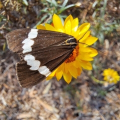 Nyctemera amicus at Justice Robert Hope Reserve (JRH) - 5 Mar 2024