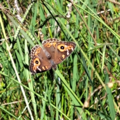 Junonia villida (Meadow Argus) at Watson, ACT - 5 Mar 2024 by abread111