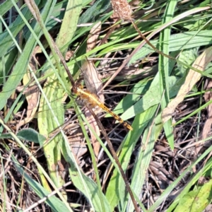 Diplacodes sp. (genus) at Justice Robert Hope Reserve (JRH) - 5 Mar 2024