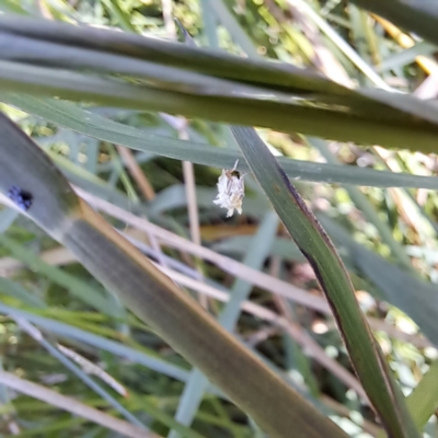 Lepidoptera unclassified ADULT moth (Unidentified - Moth) at Justice Robert Hope Reserve (JRH) - 5 Mar 2024 by abread111