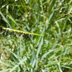 Paspalum distichum at Justice Robert Hope Reserve (JRH) - 5 Mar 2024 01:44 PM