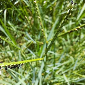 Paspalum distichum at Justice Robert Hope Reserve (JRH) - 5 Mar 2024