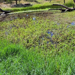 Paspalum distichum at Justice Robert Hope Reserve (JRH) - 5 Mar 2024 01:44 PM