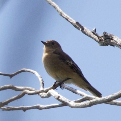 Petroica phoenicea (Flame Robin) at Namadgi National Park - 28 Feb 2024 by KorinneM