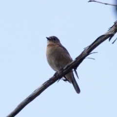 Petroica phoenicea at Namadgi National Park - 28 Feb 2024