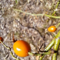 Rosa rubiginosa at Watson, ACT - 5 Mar 2024 01:25 PM