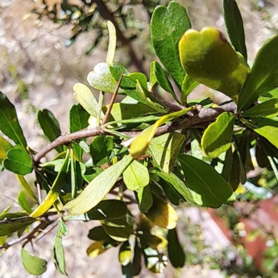 Bursaria spinosa (Native Blackthorn, Sweet Bursaria) at Justice Robert Hope Reserve (JRH) - 5 Mar 2024 by abread111