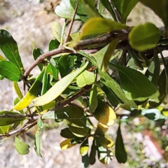 Bursaria spinosa at Justice Robert Hope Reserve (JRH) - 5 Mar 2024 01:16 PM