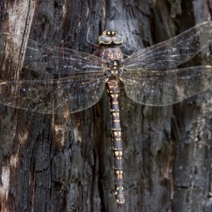 Austroaeschna parvistigma at Namadgi National Park - 28 Feb 2024