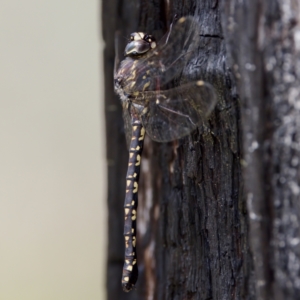 Austroaeschna parvistigma at Namadgi National Park - 28 Feb 2024