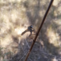 Asilidae (family) (Unidentified Robber fly) at Justice Robert Hope Reserve (JRH) - 5 Mar 2024 by abread111