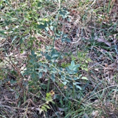 Rosa rubiginosa (Sweet Briar, Eglantine) at Justice Robert Hope Reserve (JRH) - 5 Mar 2024 by abread111