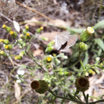 Zizina otis (Common Grass-Blue) at Watson Woodlands - 5 Mar 2024 by abread111