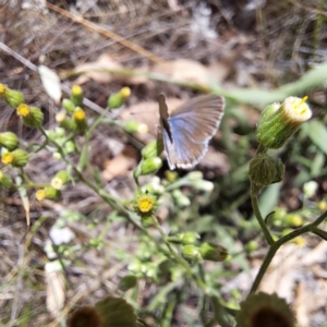 Zizina otis at Justice Robert Hope Reserve (JRH) - 5 Mar 2024