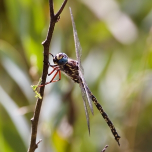 Austroaeschna multipunctata at Namadgi National Park - 28 Feb 2024