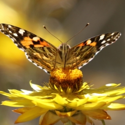 Vanessa kershawi (Australian Painted Lady) at Acton, ACT - 5 Mar 2024 by RodDeb