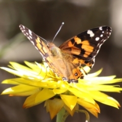 Vanessa kershawi at ANBG - 5 Mar 2024