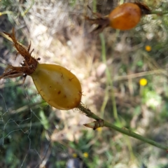 Rosa rubiginosa at Watson, ACT - 5 Mar 2024 02:13 PM