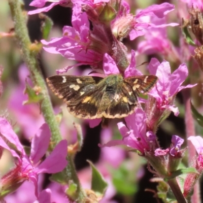 Dispar compacta (Barred Skipper) at Acton, ACT - 5 Mar 2024 by RodDeb