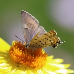 Jalmenus ictinus (Stencilled Hairstreak) at Acton, ACT - 5 Mar 2024 by RodDeb