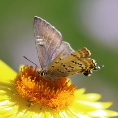 Jalmenus ictinus (Stencilled Hairstreak) at ANBG - 5 Mar 2024 by RodDeb