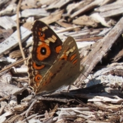 Junonia villida (Meadow Argus) at ANBG - 5 Mar 2024 by RodDeb