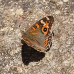 Junonia villida at ANBG - 5 Mar 2024