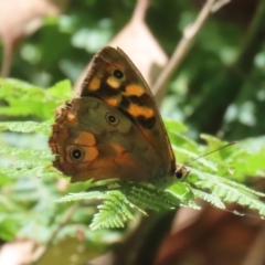 Heteronympha paradelpha (Spotted Brown) at ANBG - 5 Mar 2024 by RodDeb