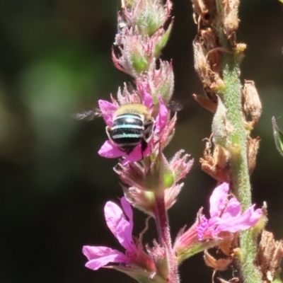 Amegilla (Zonamegilla) asserta (Blue Banded Bee) at Acton, ACT - 5 Mar 2024 by RodDeb