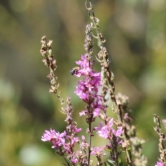 Amegilla (Zonamegilla) asserta at ANBG - 5 Mar 2024