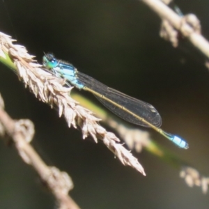 Ischnura heterosticta at ANBG - 5 Mar 2024 11:58 AM