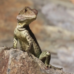 Intellagama lesueurii howittii (Gippsland Water Dragon) at ANBG - 5 Mar 2024 by RodDeb