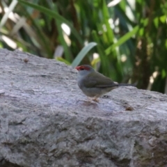 Neochmia temporalis at ANBG - 5 Mar 2024