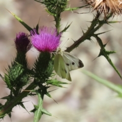 Cirsium vulgare (Spear Thistle) at Acton, ACT - 5 Mar 2024 by RodDeb